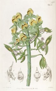 Catasetum cristatum, with Female Flowers (top) and Male Flowers (lower) by Miss Drake